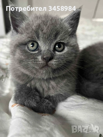 Британска късокосместа 