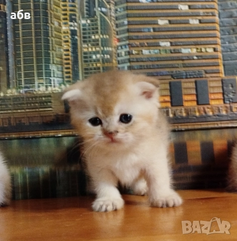 Златни клепоухи котенца 