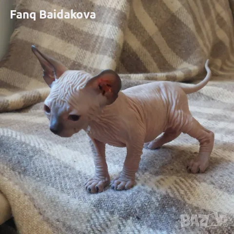Котка порода сфинкс, снимка 4 - Сфинксове - 55954475