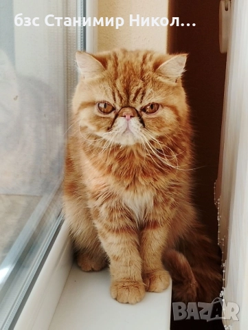 Женско екзотично персийско коте на 4 месеца., снимка 13 - Персийска - 52893968