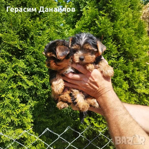 йоркширски териерчета, снимка 3 - Йоркширски териер - 55737701