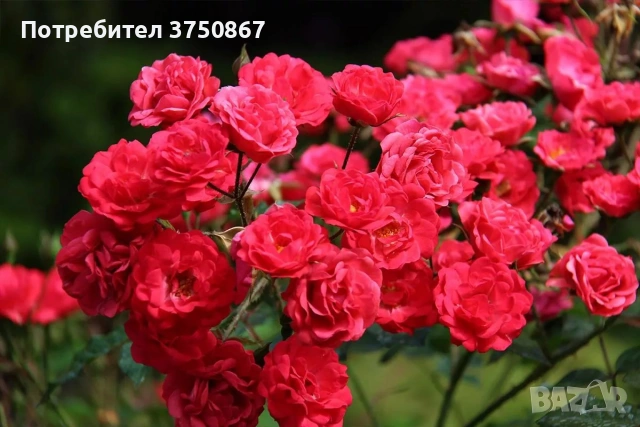 🌹 РОЗА 🌹 Scarlet BONICA® Meiscarlebo, снимка 2 - Градински цветя и растения - 53730031
