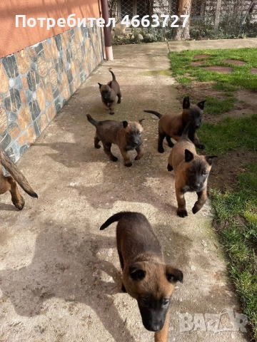 Продавам Белгийски овчарки, снимка 2 - Белгийска овчарка - 52579124