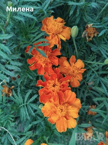 Семена висока и ниска циния , снимка 7 - Сортови семена и луковици - 49165896