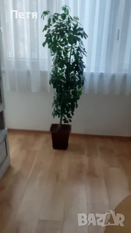 Продавам шефлера висока 1м.със саксията за 15 евро, снимка 2 - Стайни растения - 48549080
