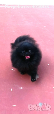 Померан Момиче с Родословие FCI, снимка 9 - Померан - 52822321