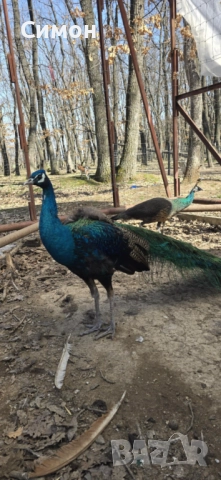 Пауни, снимка 4 - други­ - 51788218