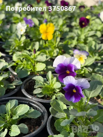 ❤️🌿🌸 Мини теменужки микс (Viola Superba Mini)