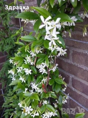 Звездовиден Жасмин 110см, снимка 2 - Градински цветя и растения - 52261922