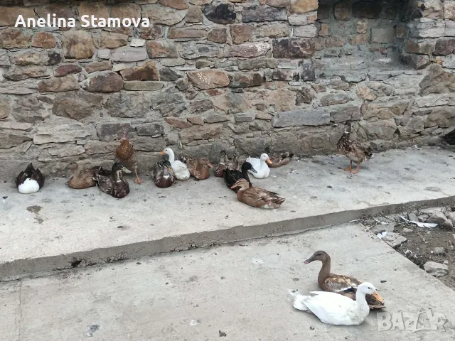 индийски бегачи чифтове, снимка 6 - други­ - 54100790