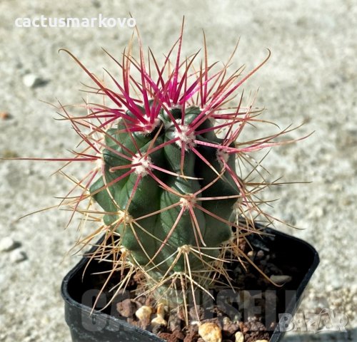 Ferocactus gracilis -Punta Prieta, Baja California, Mexico, снимка 1 - Стайни растения - 41823743