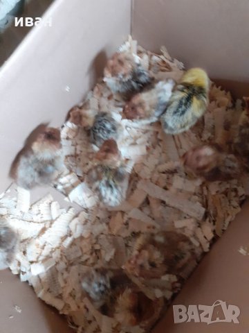 СРЕБЪРНО БРЕЗЕ -РАЗПЛОДНИ ЯЙЦА, снимка 15 - Кокошки и пуйки - 35769991