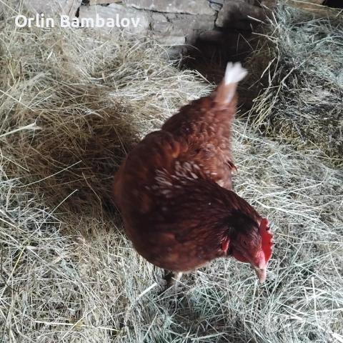 Продавам 7 броя кокошки ломан браун