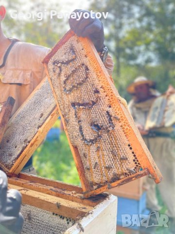 Манов мед от с.Бродилово, снимка 12 - Пчелни продукти - 38059490