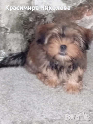 продавам 2 йоркита!.., снимка 9 - Йоркширски териер - 51533373