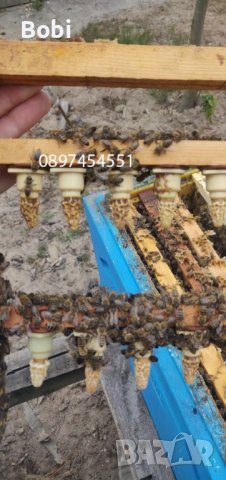 Отводки малки пчелни семейства, снимка 9 - Други животни - 40285876