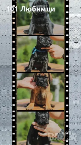 Кане Корсо с родословие