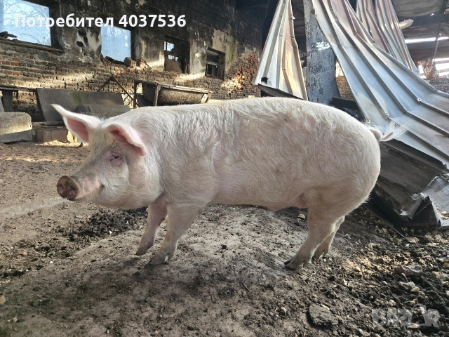 Домашно прасе за клане, снимка 5 - Прасета - 52843787