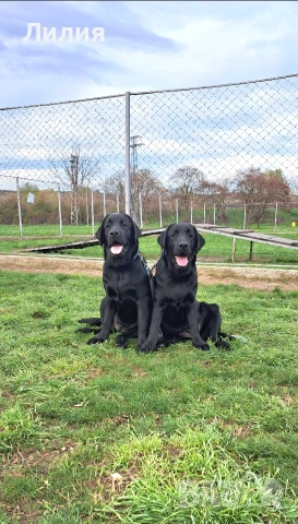Лабрадор ретривър с родословие