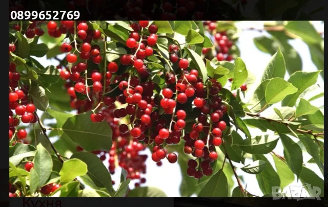 Червена Черемуха(Птичи Череша) , снимка 3 - Разсади - 50339675