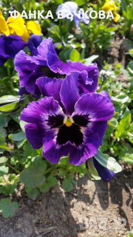 РАЗСАД ТЕМЕНУЖКИ, снимка 3 - Градински цветя и растения - 53864705