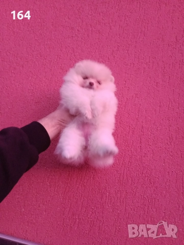 Женски Померан. Реални снимки от 09.12.25 г. 