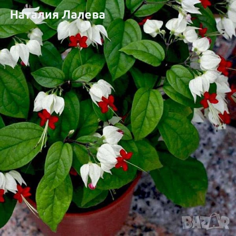 Клеродендрон Томпсън, Clerodendrum thomsoniae 