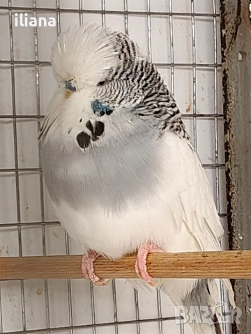 продавам различни видове папагали, снимка 6 - Папагали - 52450832