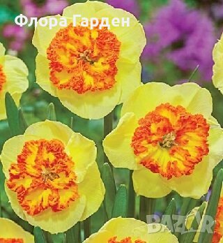 Цветя и растения за градината - ХИТ цени - Онлайн — Bazar.bg