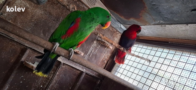 Папагал Еклектус мъжки /бебе , снимка 10 - Папагали - 53571247