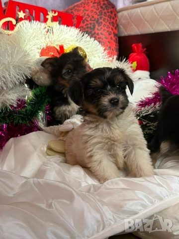 Мини йорки, снимка 7 - Йоркширски териер - 52854416