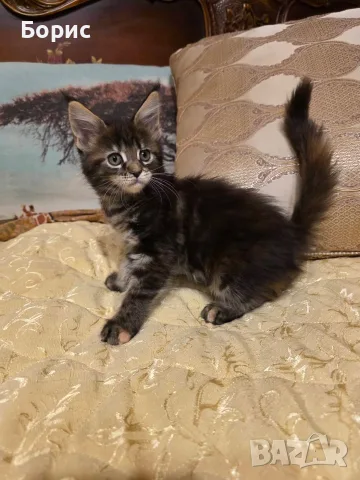 Мейн куун котета, снимка 3 - Мейн кун - 35075644