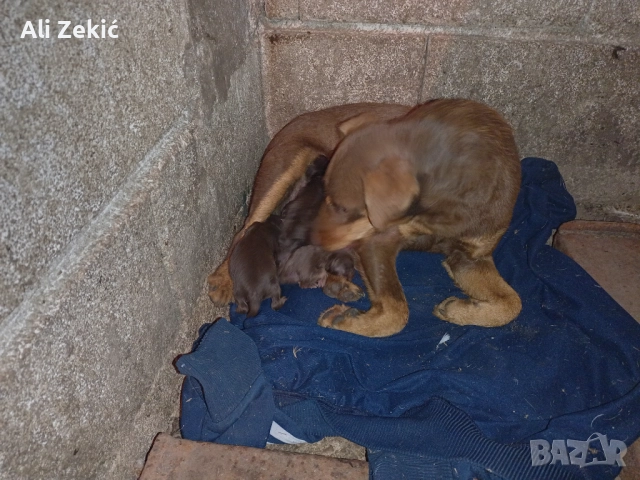 Продавам , снимка 4 - Ягдтериер - 52442795