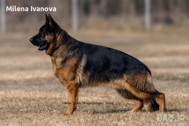 Женска немска овчарка с родословие , снимка 7 - Немска овчарка - 53763947