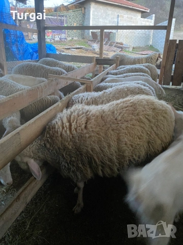 Продавам шилета