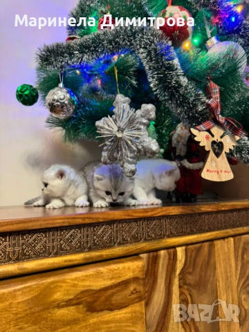 Малки сладки пухкави сребърни британчета.