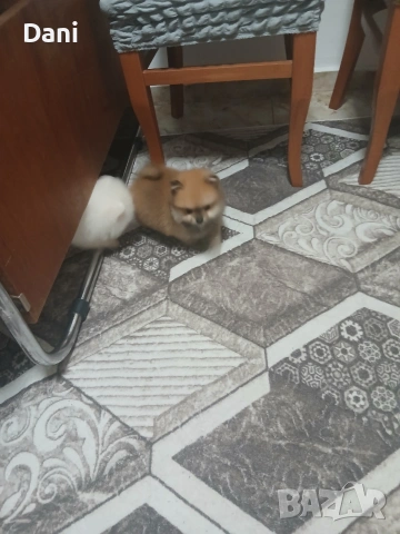 Mini Pomeran, снимка 6 - Померан - 53661268