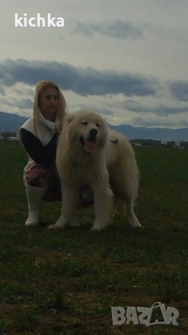 Кавказка овчарка, снимка 13 - Кавказка овчарка - 53840449