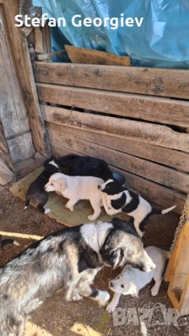 Подаряват се кученца на два месеца, снимка 2 - Каракачанска овчарка - 52944260