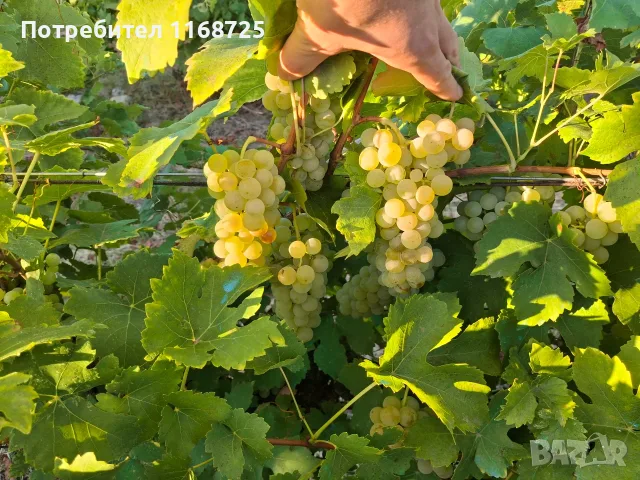 Мускат отонел грозде, снимка 3 - Сортови семена и луковици - 55759985