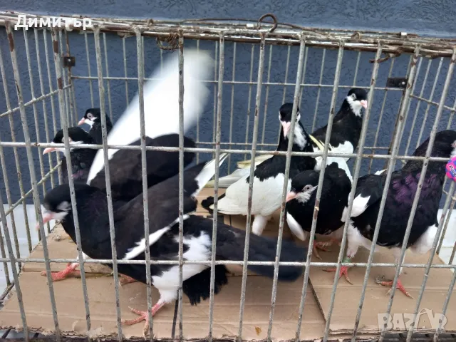 Продавам гълъби Ямболски Акмани , снимка 2 - Гълъби - 50425295