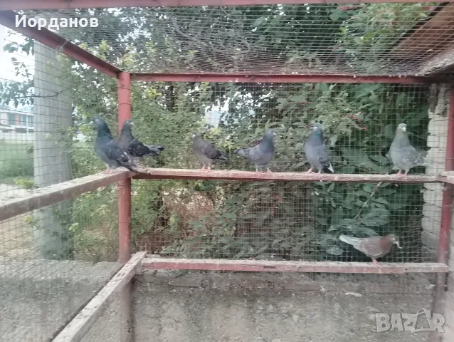 Пазарджишки гълъби, снимка 4 - Гълъби - 56171373