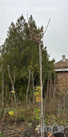 Acer platanoides Globosum Кълбовиден Шестил Явор (присадка) , снимка 5 - Градински цветя и растения - 52584547