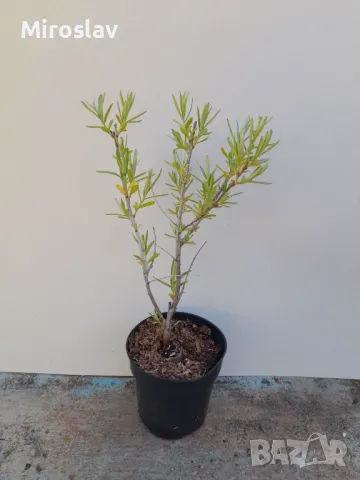 Облепиха (Hippophae), снимка 7 - Градински цветя и растения - 50096274