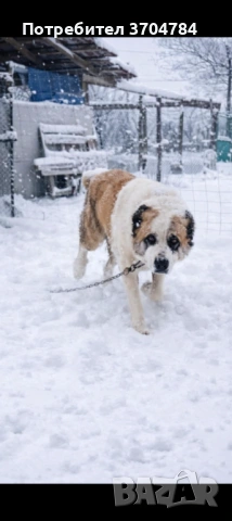 Продавам Сао алабай , снимка 3 - Алабай - 53403323