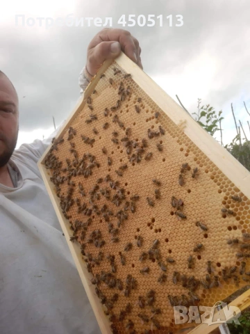 Пчелни семейства и одводки на 4 рамки, снимка 2 - За пчели - 53810223