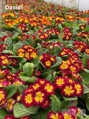 Иглика, снимка 11 - Градински цветя и растения - 53354409