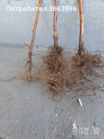 Продавам елитен разсад ягоди и малини , снимка 11 - Разсади - 40037822