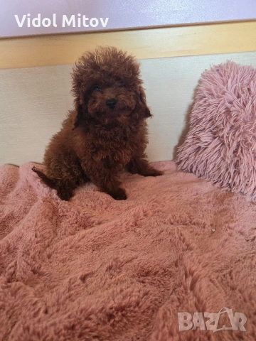 Тийкъп Той Пудел момче 