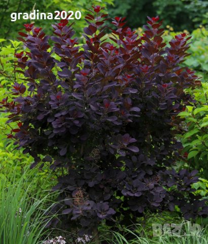 Червена Смрадлика (Cotinus coggygria 'Royal Purple'), снимка 2 - Разсади - 40979101